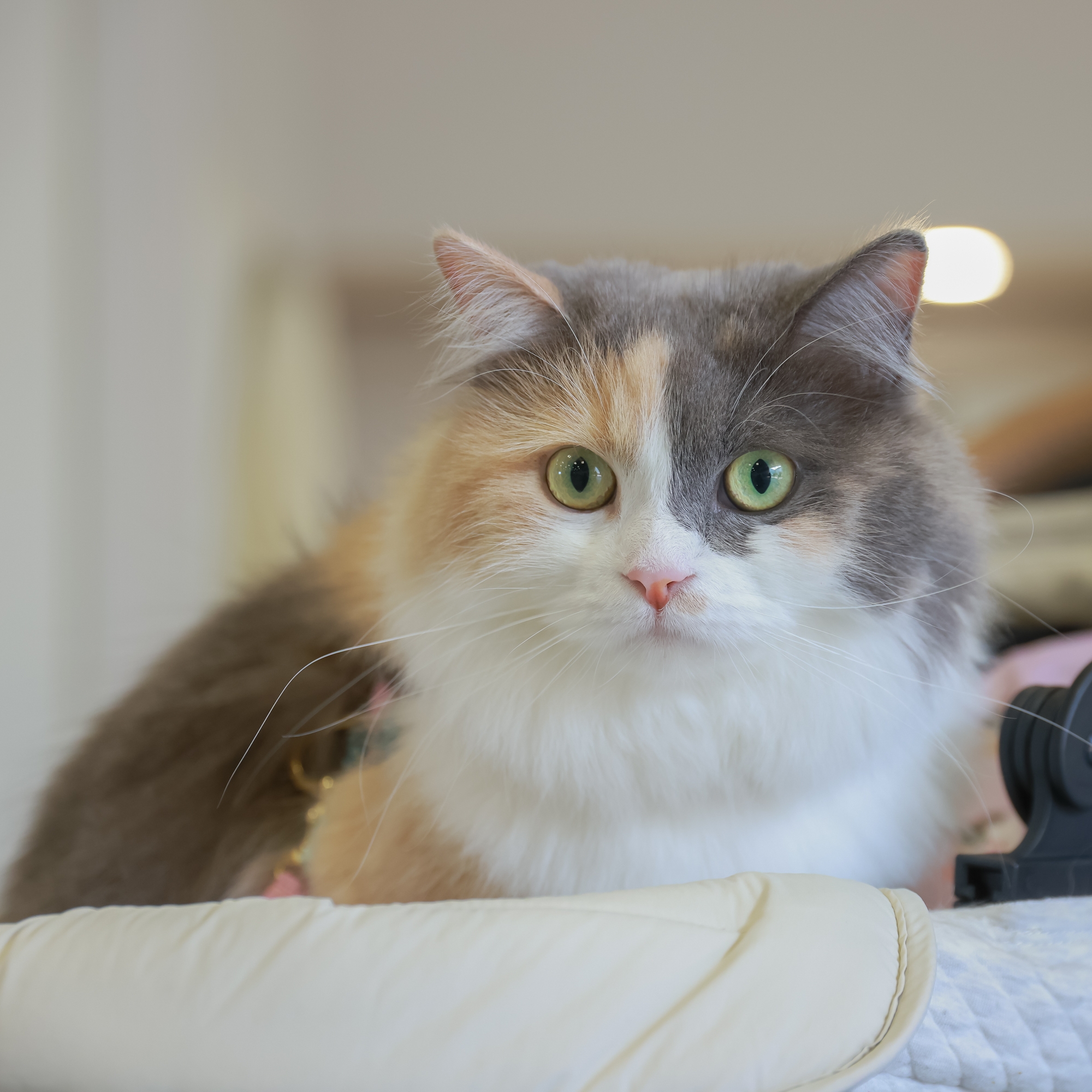pet(20)