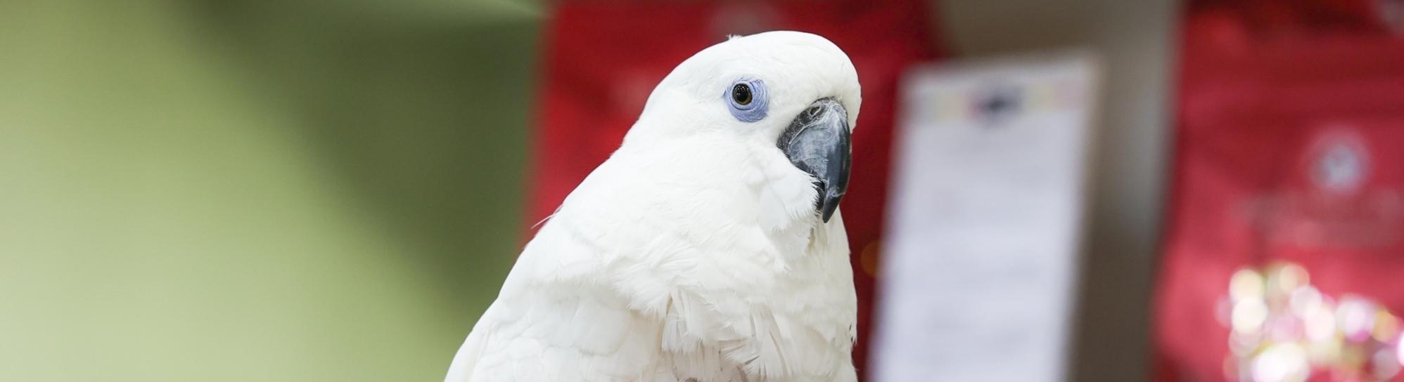 pet (11)