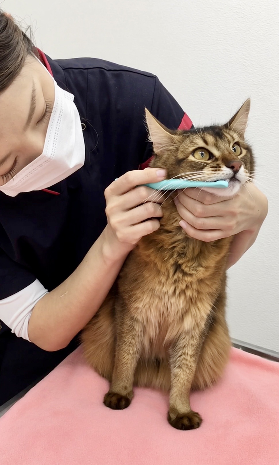 こちらを使用_suzuki_dental