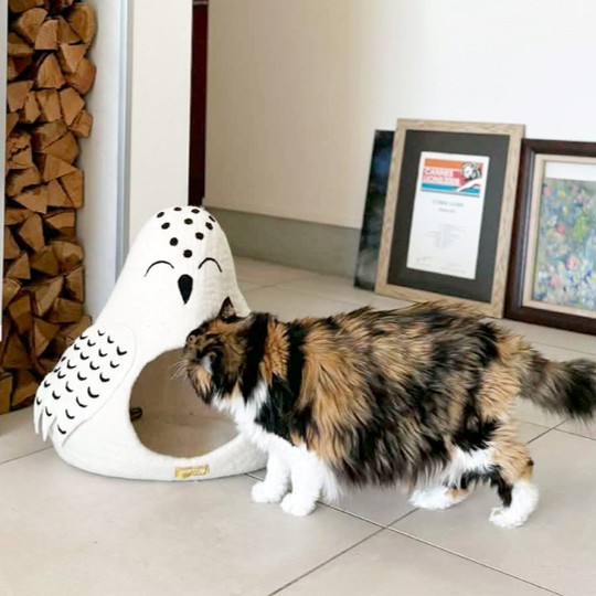 Intercats_IPO2026_tortie