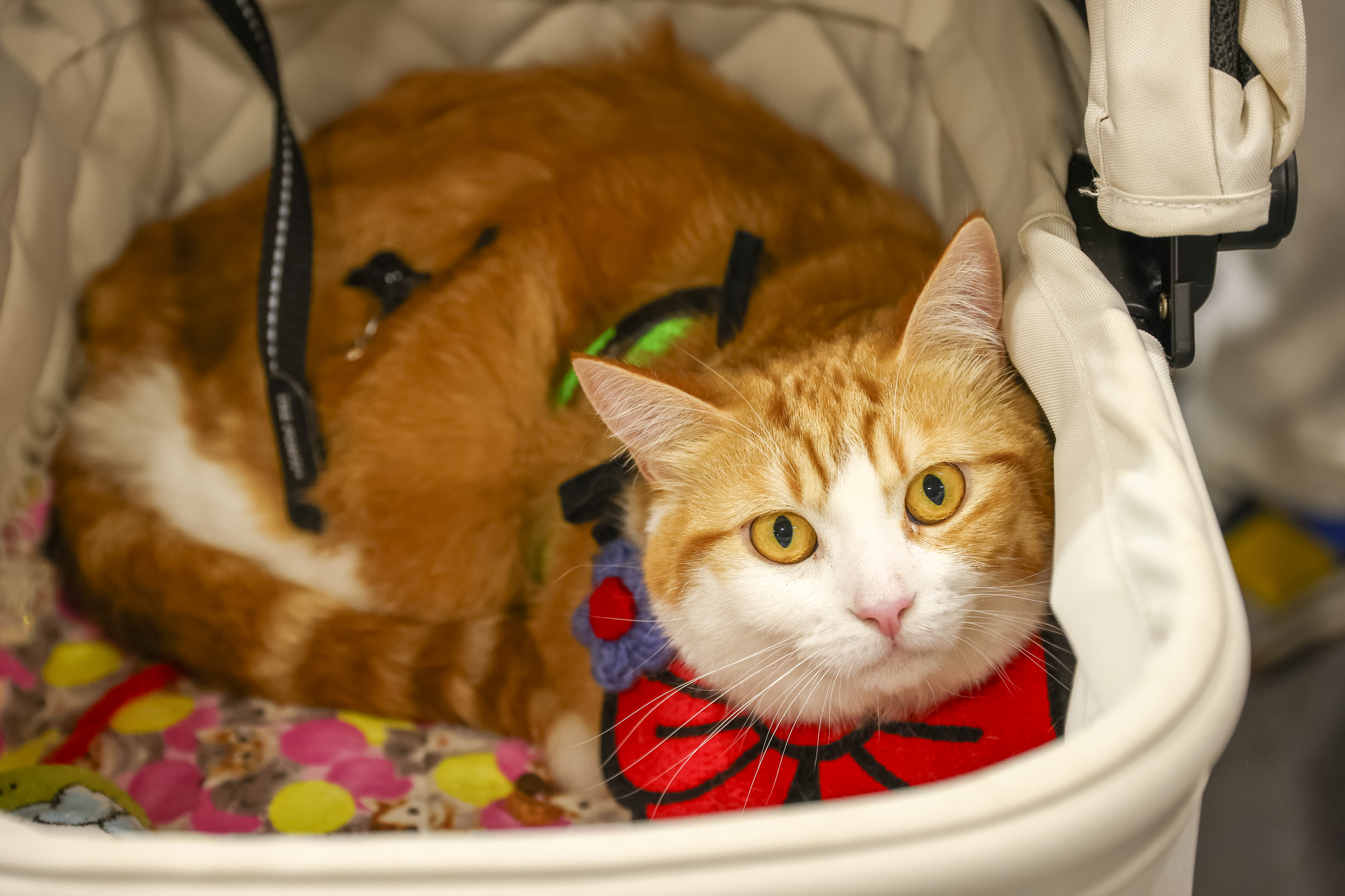IPO2025_petfamily_086